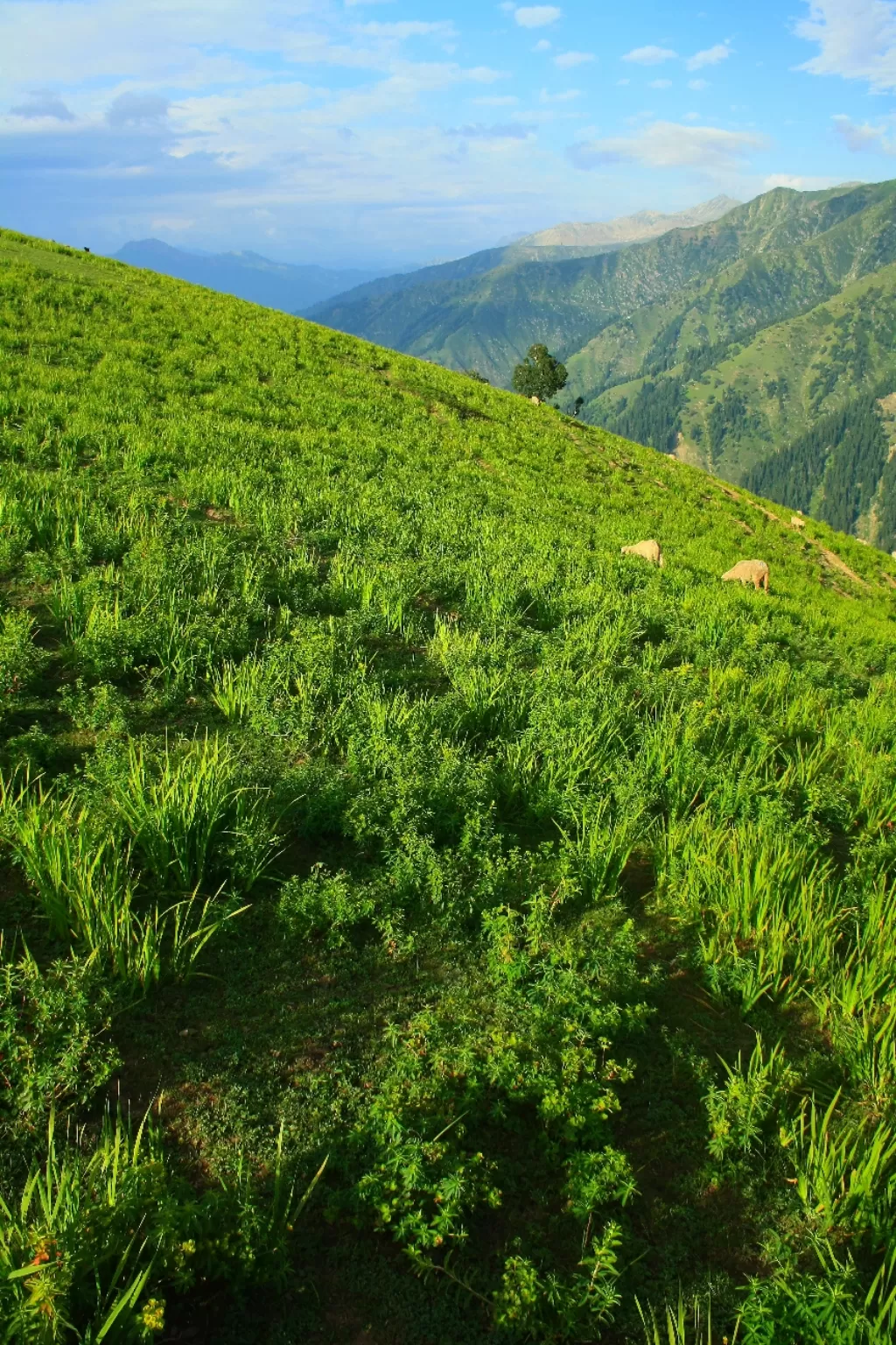 Photo of Gurez Valley By Adnan Ali Zahidani