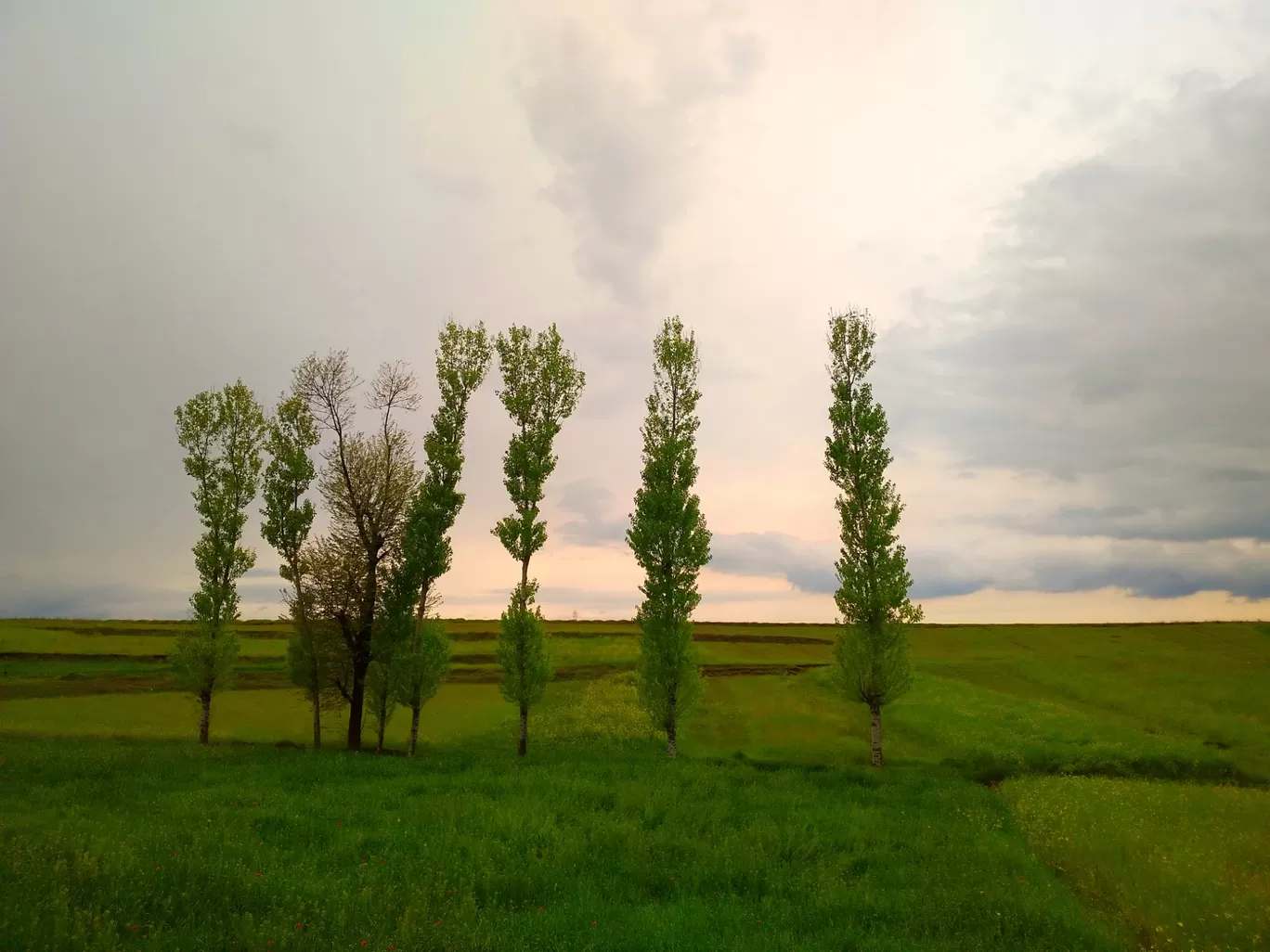 Photo of Pampore By Adnan Ali Zahidani