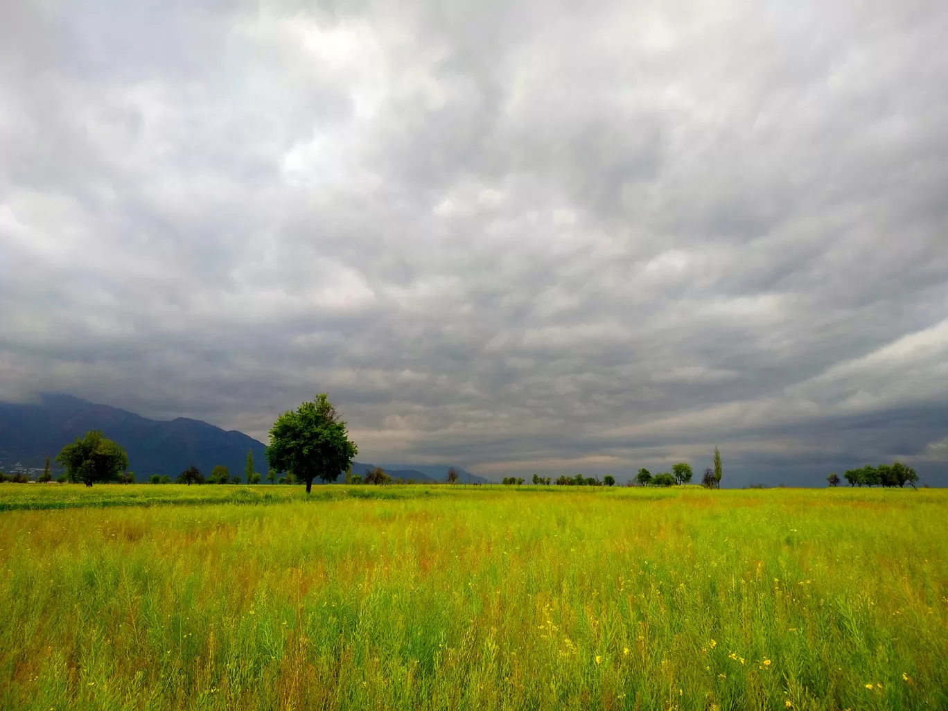 Photo of Pampore By Adnan Ali Zahidani