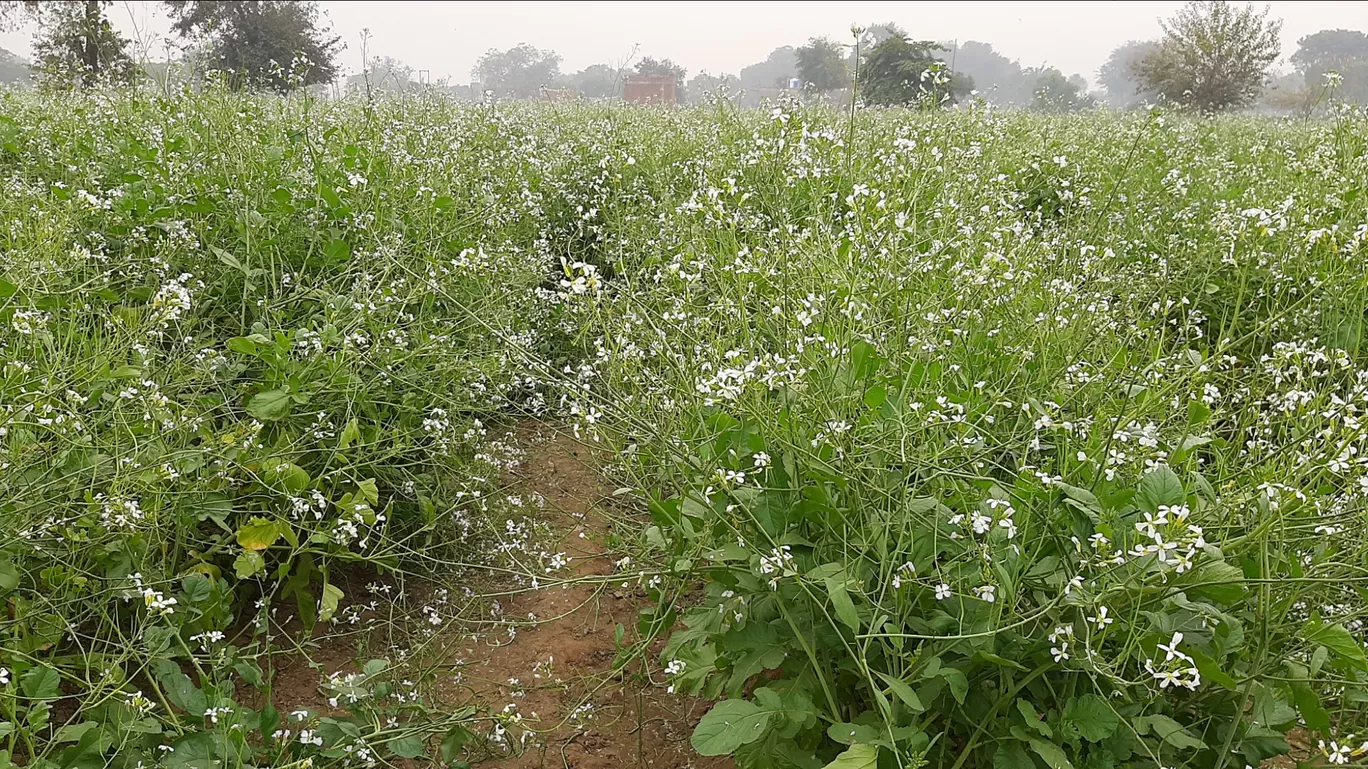 Photo of Tila More Ghaziabad By Navneet Charan