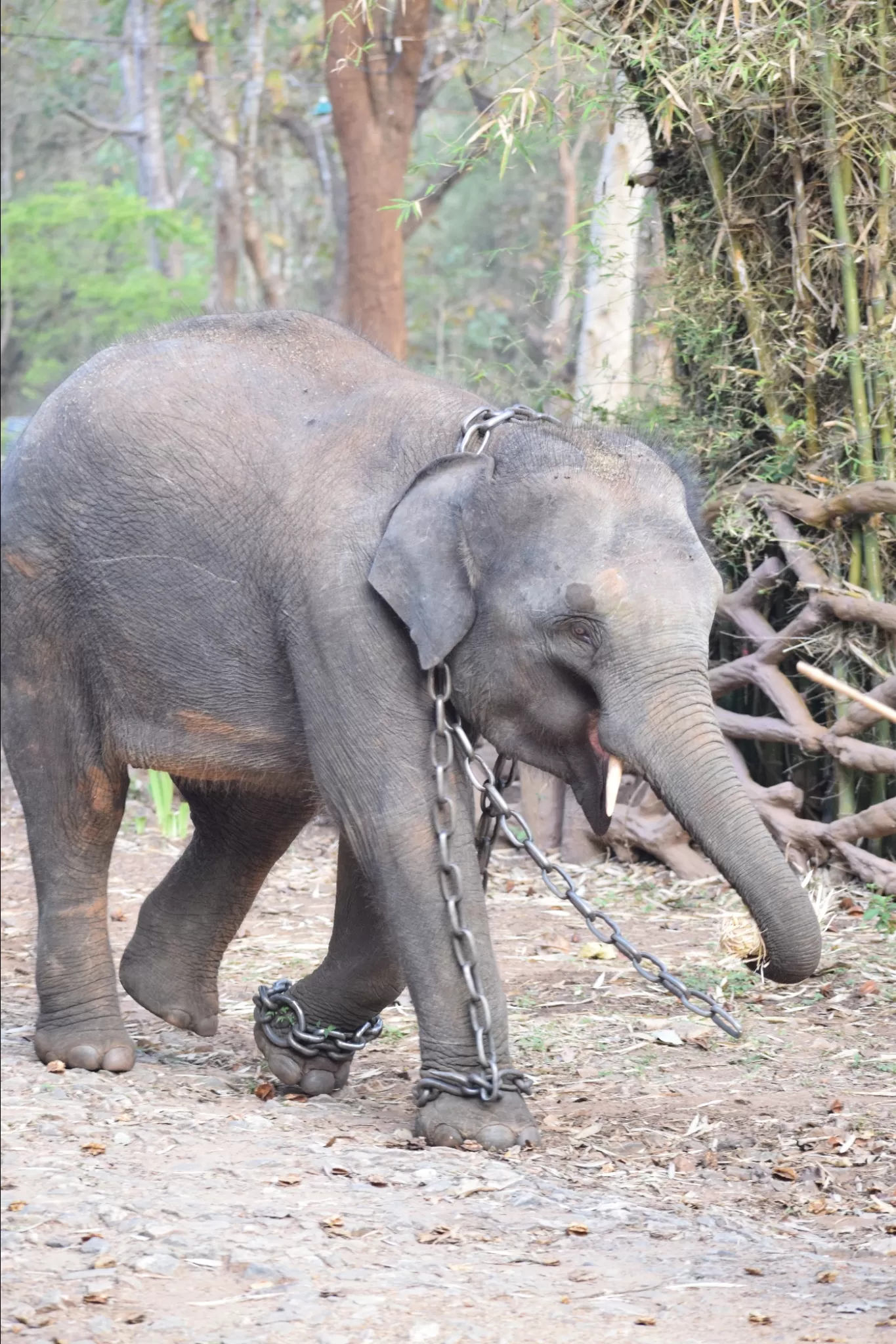 Photo of Sakrebailu Elephant Training Camp By Kruthika gowda