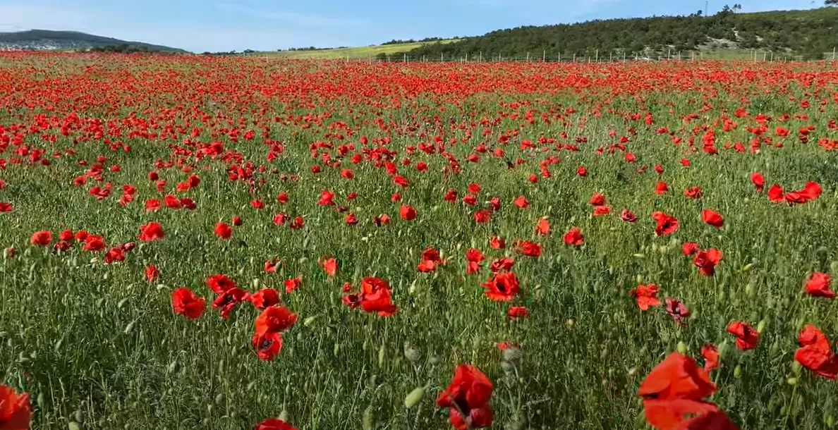 Photo of Crimean Peninsula By Best Trip Gallery
