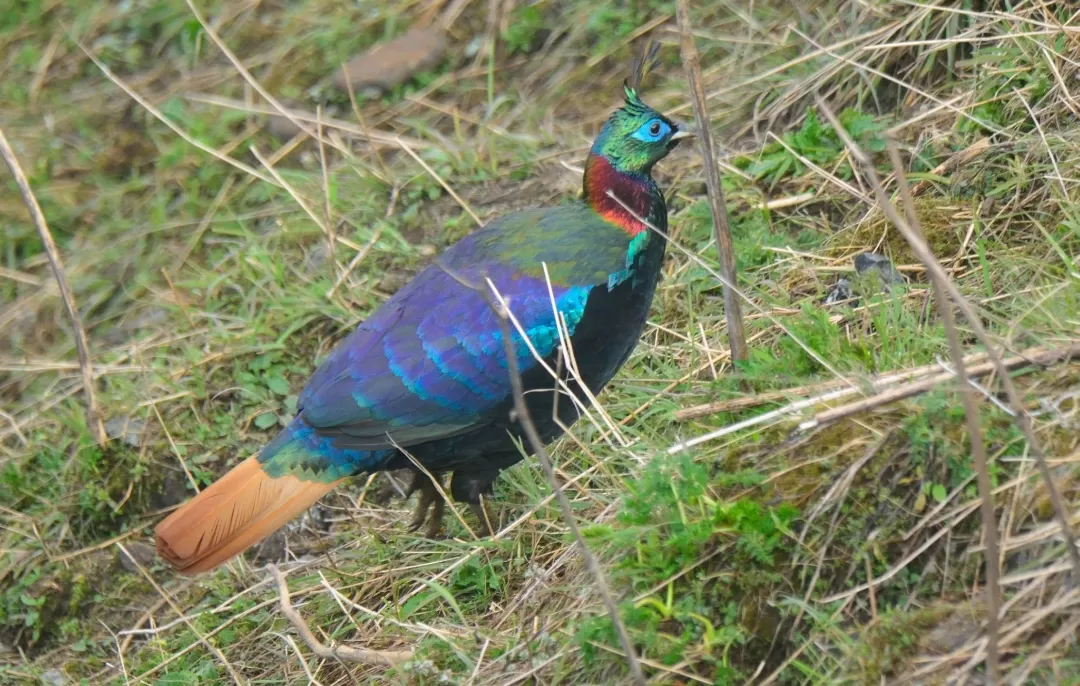 Photo of Pangolakha Wildlife Sanctuary By Rozan Dhungel