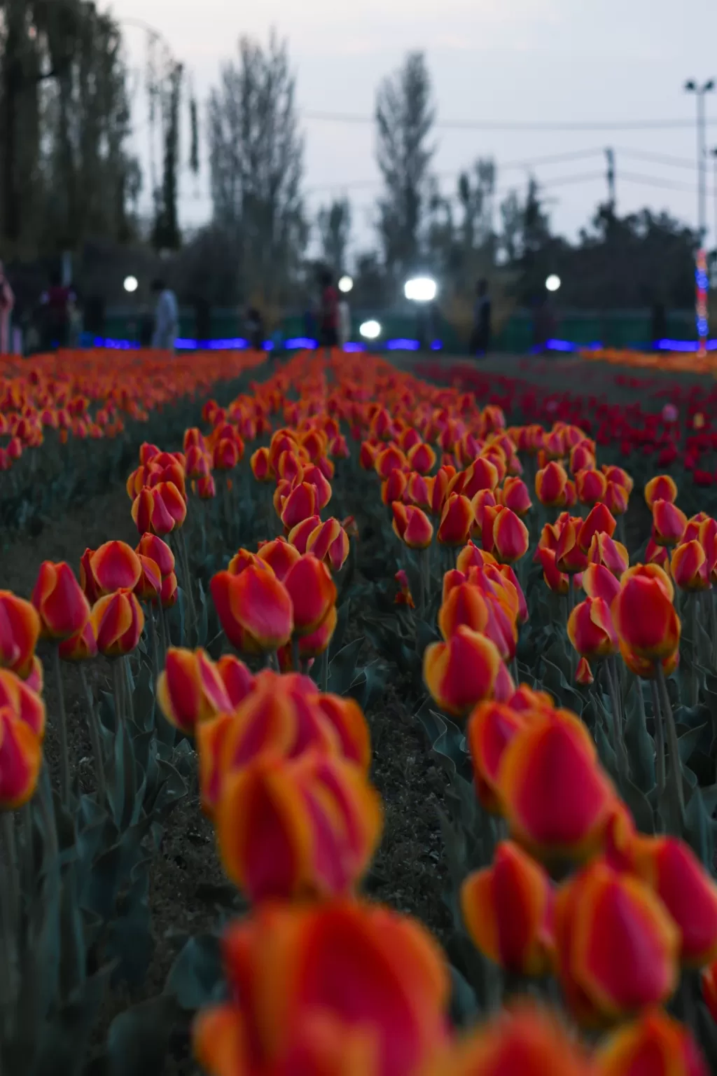 Photo of Tulip Garden By Aaquib Ahad