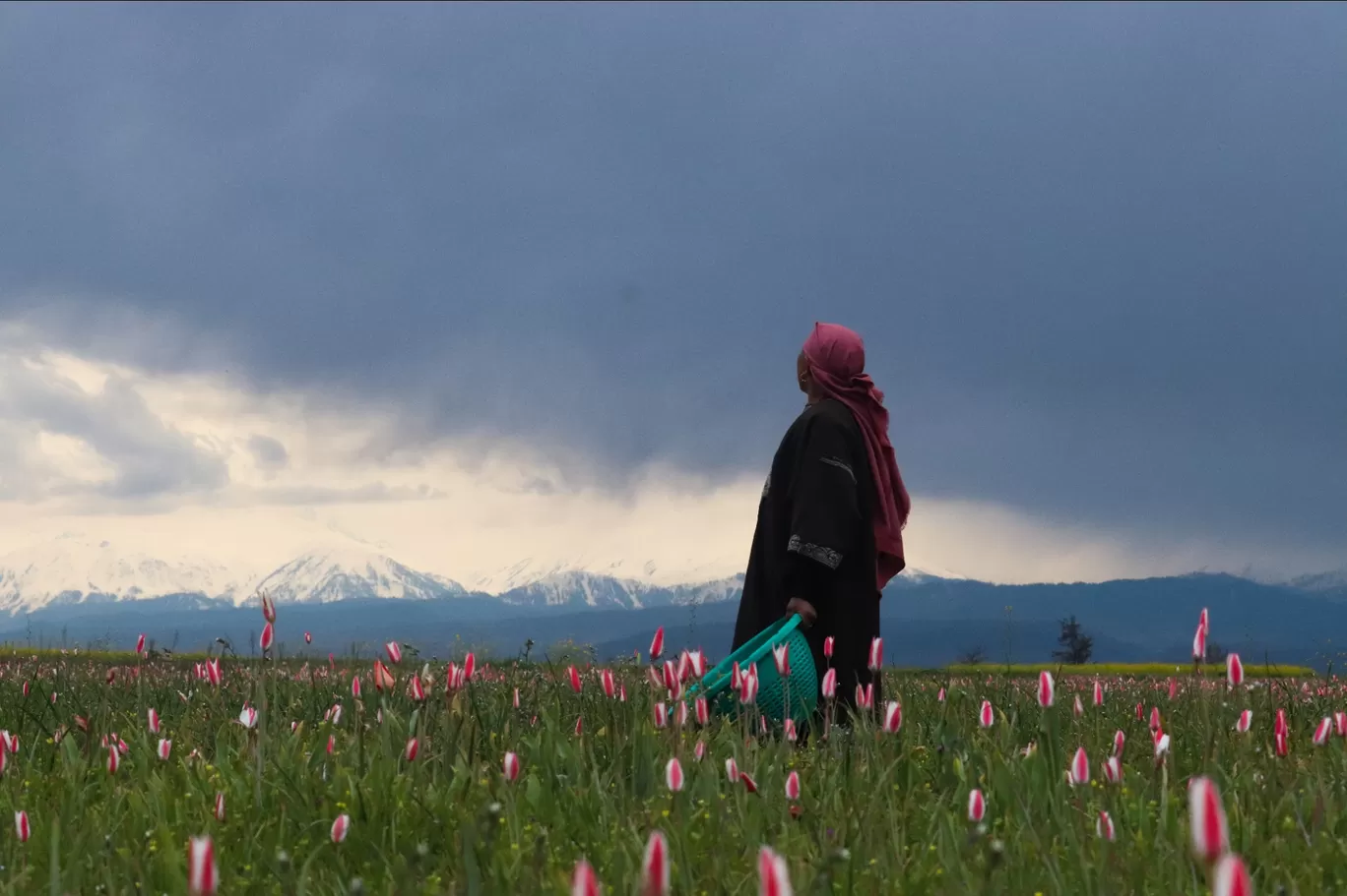 Photo of Pampore By Aaquib Ahad