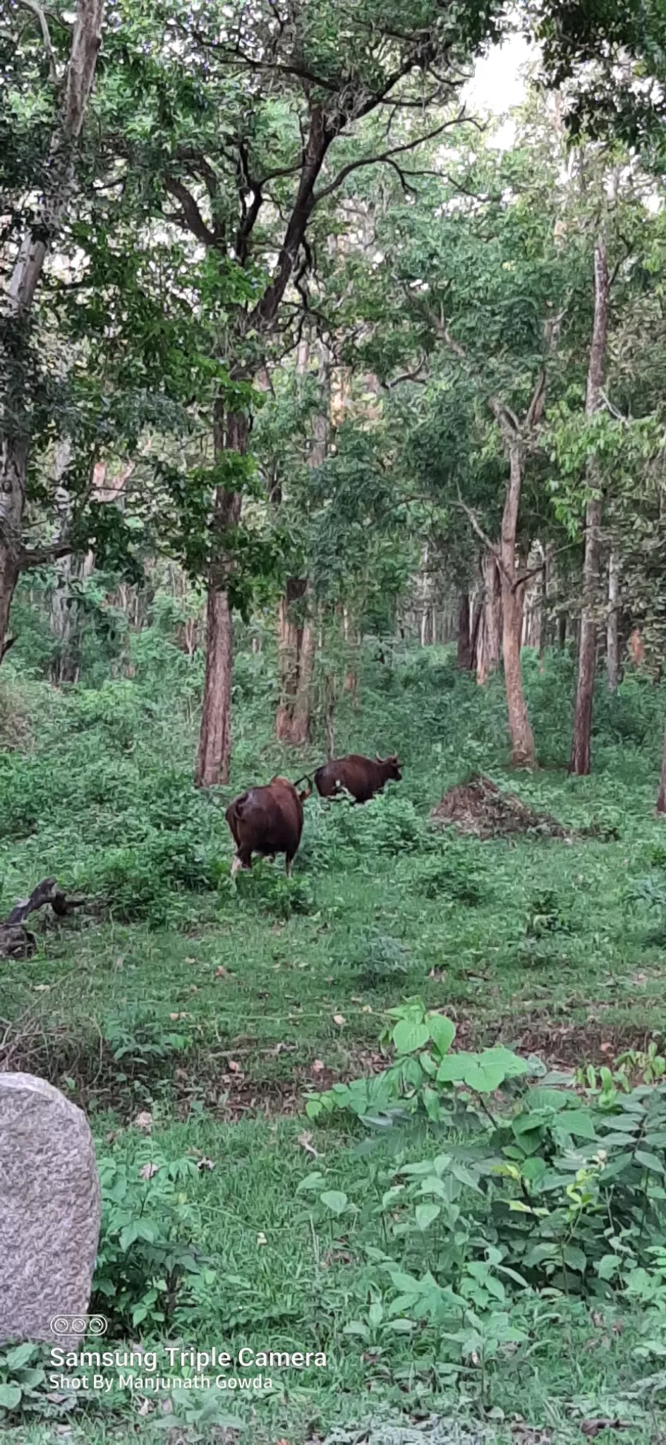 Photo of Nagarahole Tiger Reserve By Manjunath Gowda