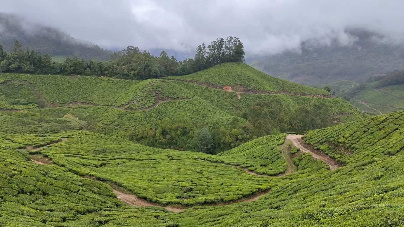 Photo of Munnar By Tsewang Nurboo