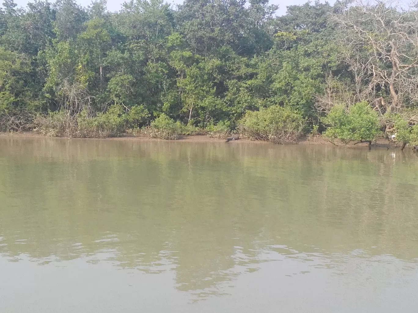 Photo of Bhitarkanika By Jyotirmaya Prasad Behera