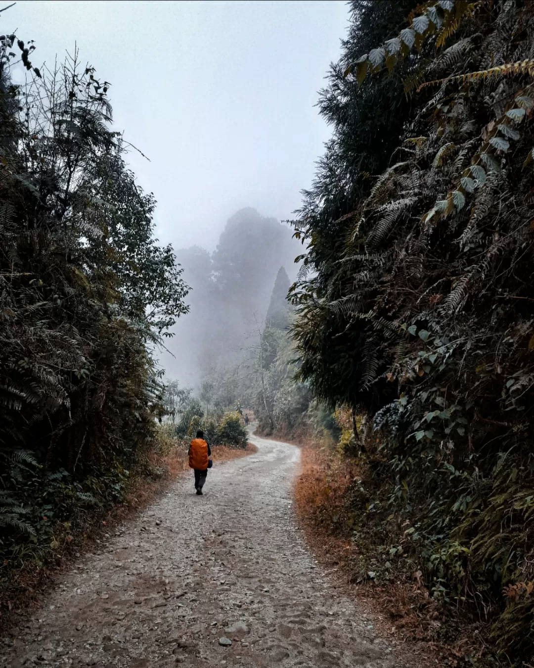 Photo of Senchal Forest By Ritolina Ghosh