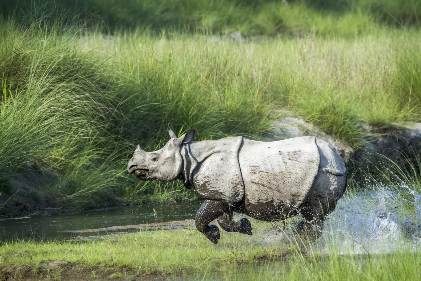 Photo of Kaziranga National Park By Sri