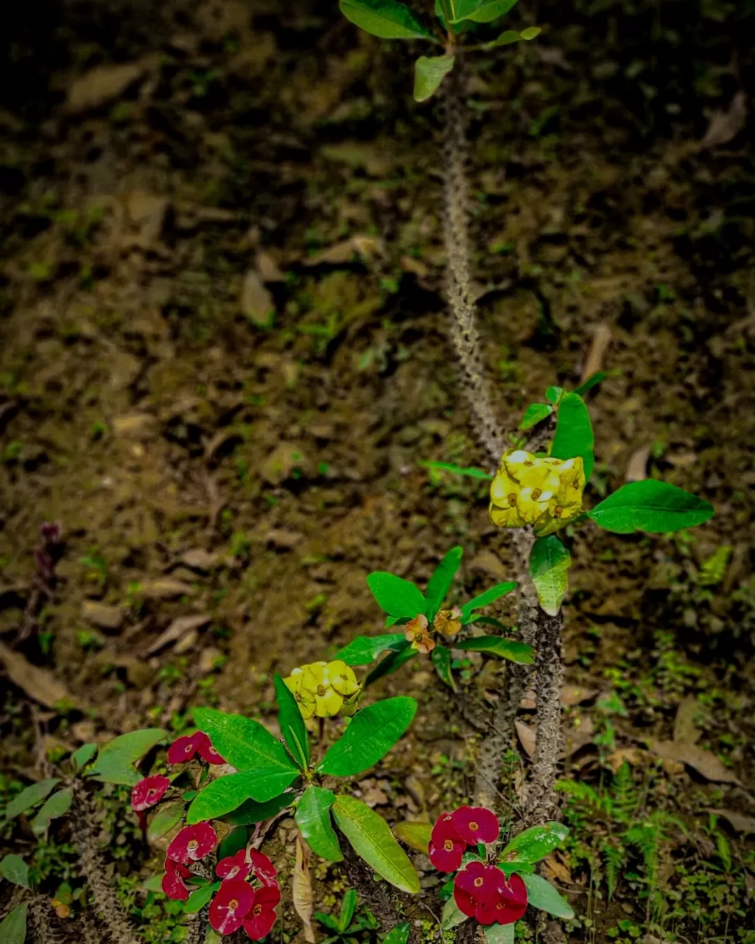 Photo of Lava By Subhankar Deb