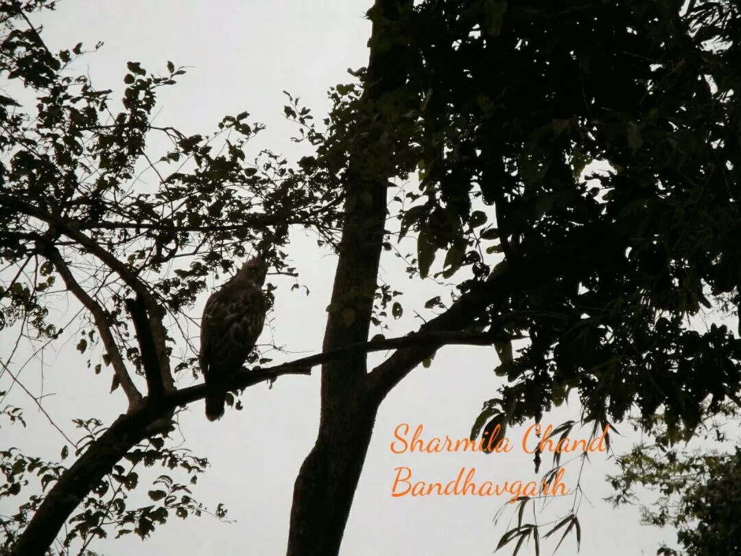 Photo of Bandhavgarh National Park By Sharmila Chand 