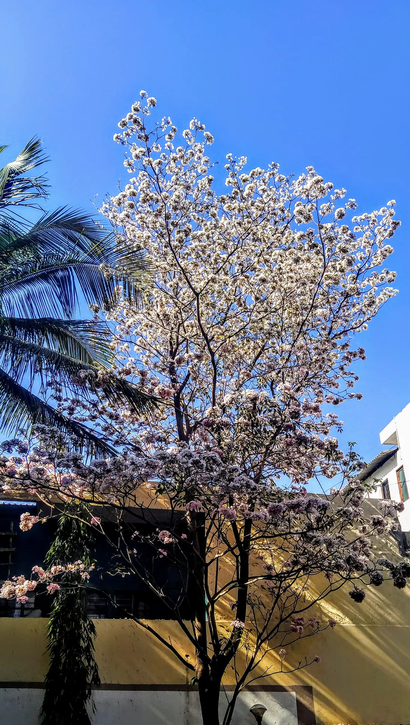 Photo of Bengaluru By Shruthi Sundaram