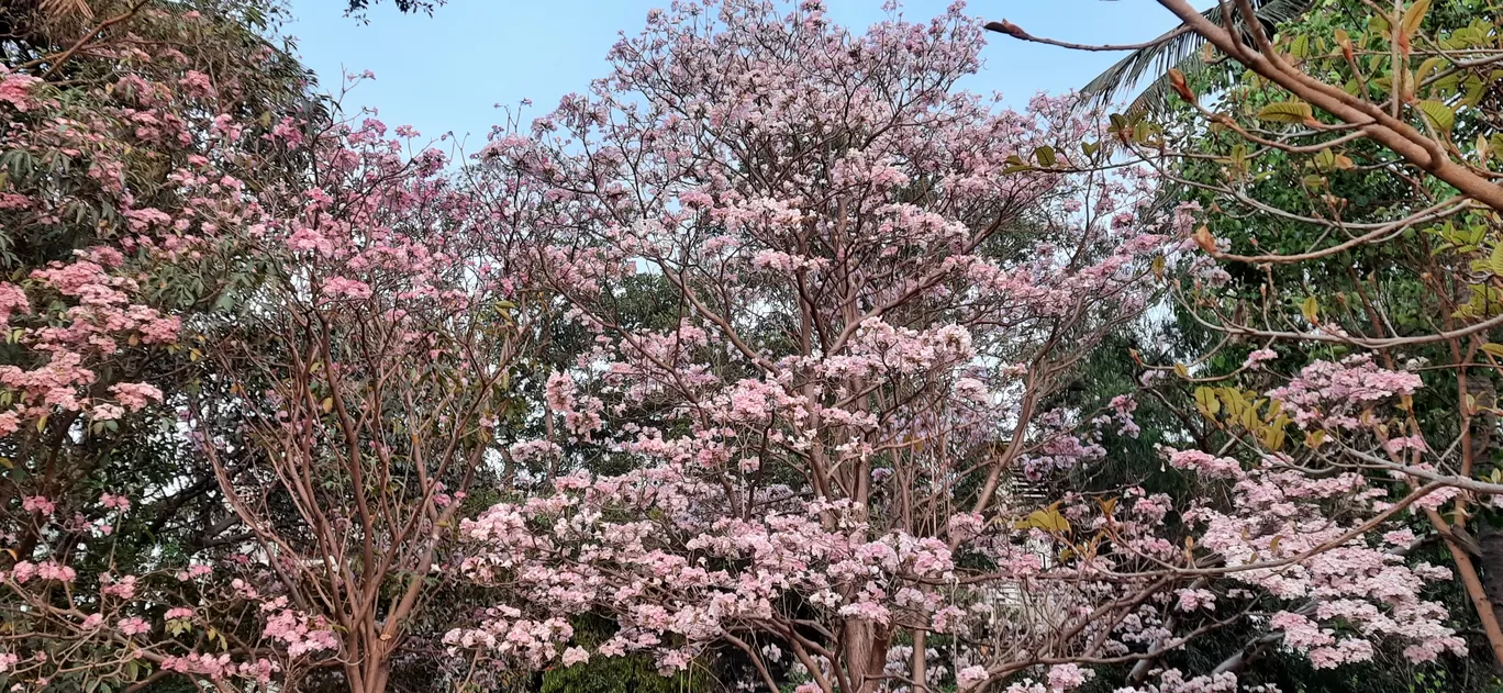Photo of Bengaluru By Shruthi Sundaram
