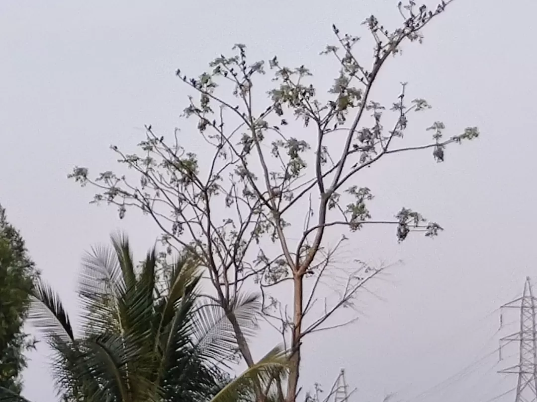 Photo of Doddaballapura By chandra sekhar