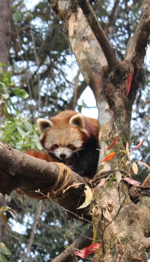 Photo of Padmaja Naidu Himalayan Zoological Park & Himalayan Mountaineering Institute By Expedition & Experience