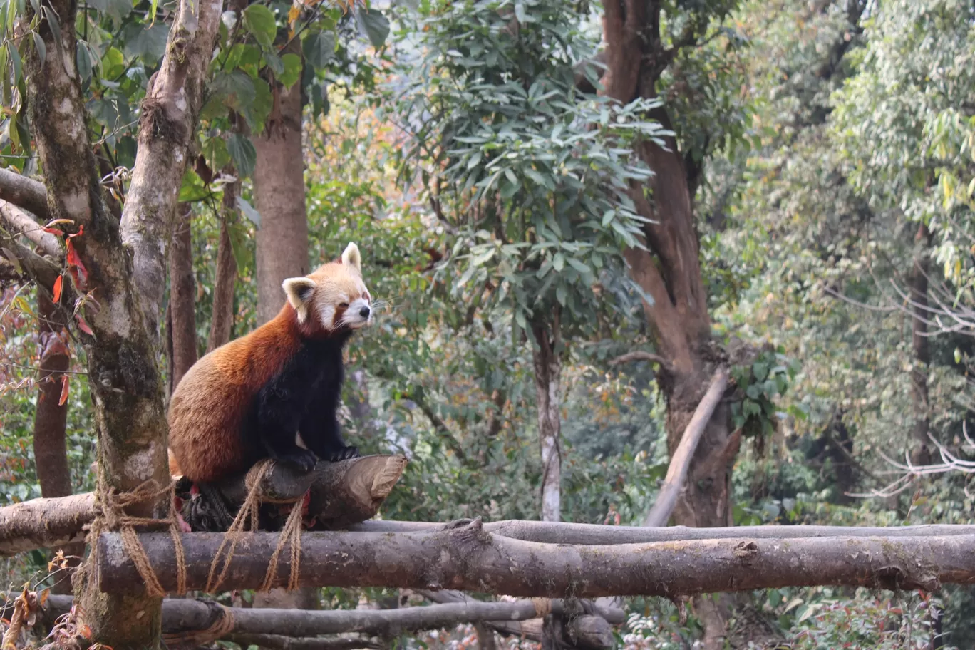 Photo of Padmaja Naidu Himalayan Zoological Park & Himalayan Mountaineering Institute By Expedition & Experience