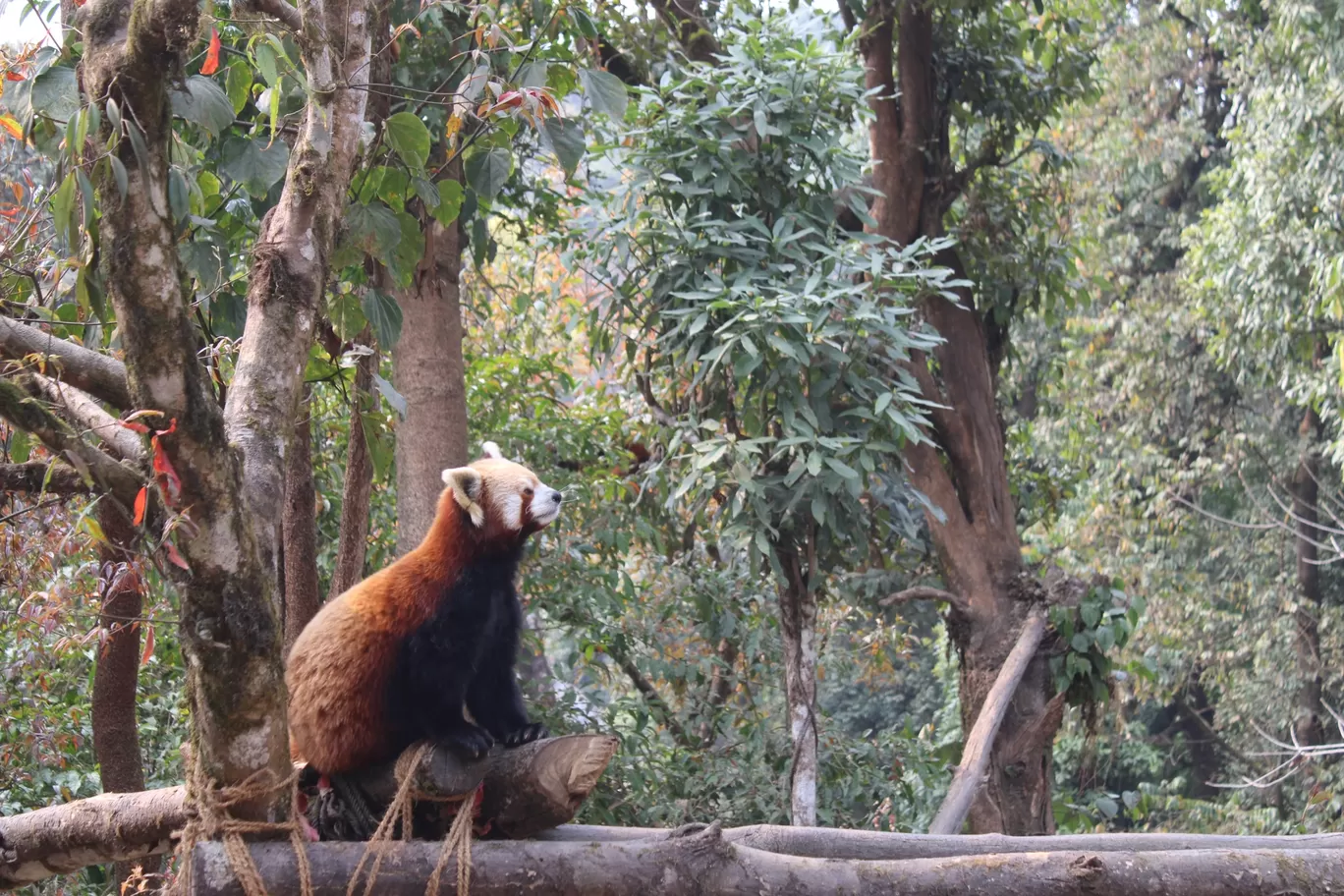 Photo of Padmaja Naidu Himalayan Zoological Park & Himalayan Mountaineering Institute By Expedition & Experience