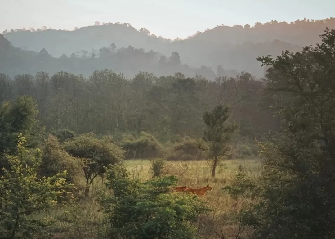 Photo of Jim Corbett National Park By Utsa Bhattacharyya