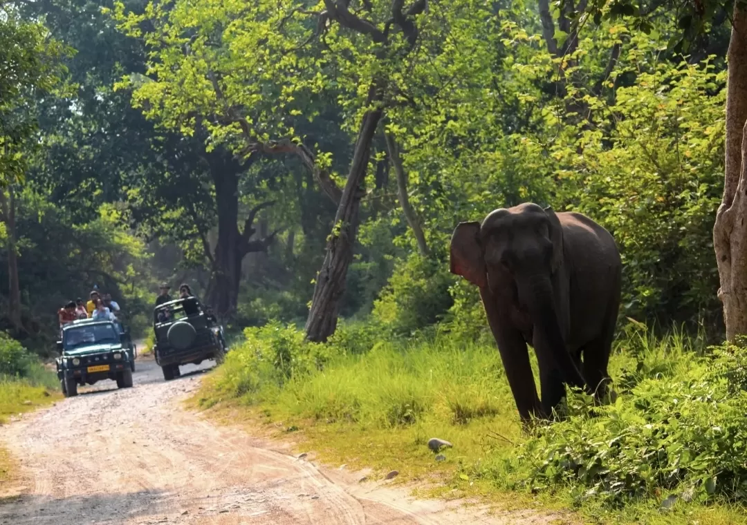 Photo of Jim Corbett National Park By Utsa Bhattacharyya