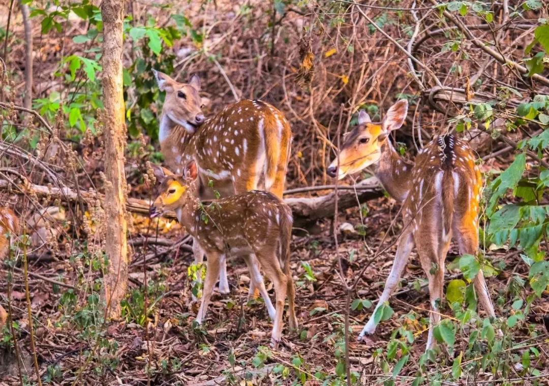 Photo of Jim Corbett National Park By Utsa Bhattacharyya