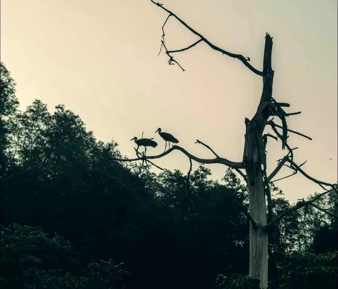 Photo of Jim Corbett National Park By Utsa Bhattacharyya