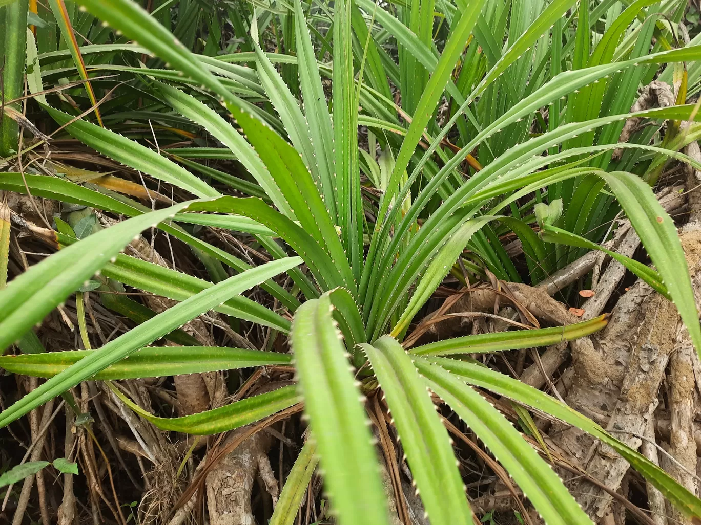 Photo of Sonapur By Sibani Nayak