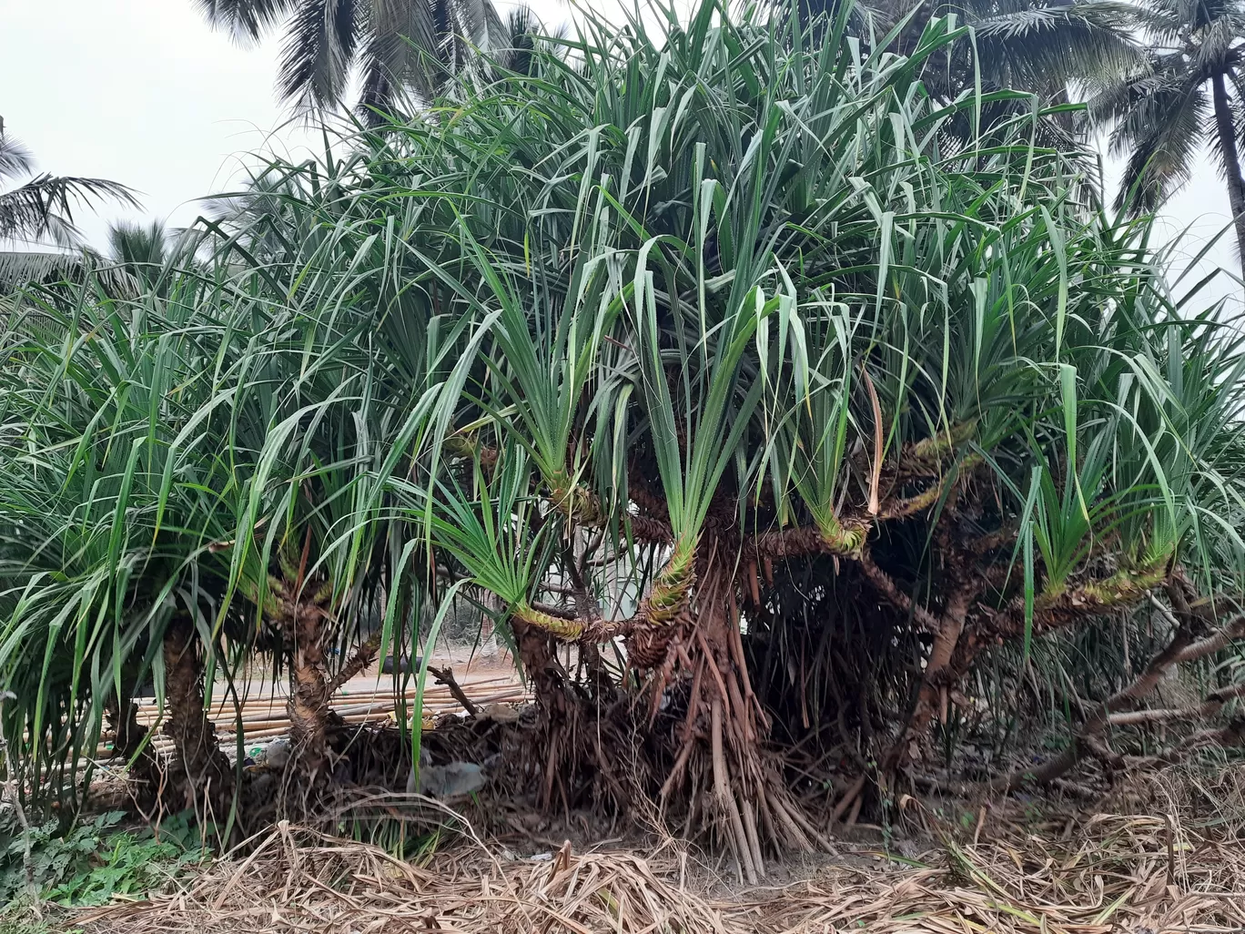Photo of Sonapur By Sibani Nayak