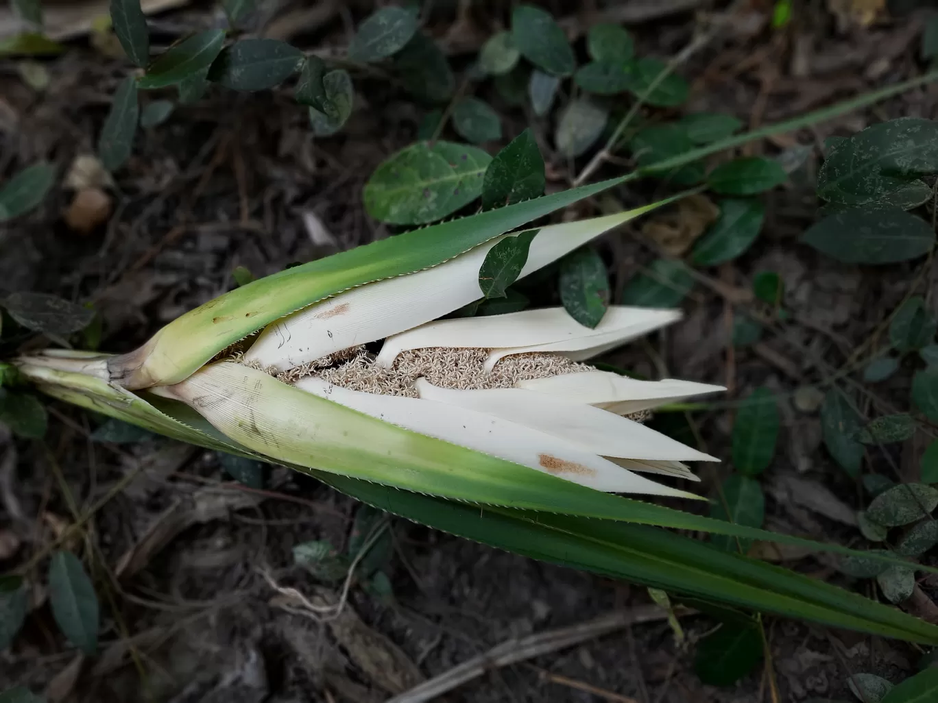 Photo of Sonapur By Sibani Nayak