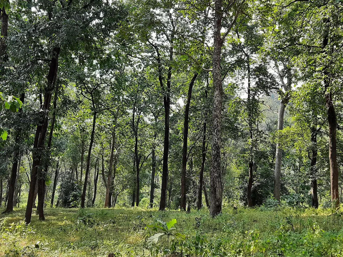 Photo of Betul By Sibani Nayak