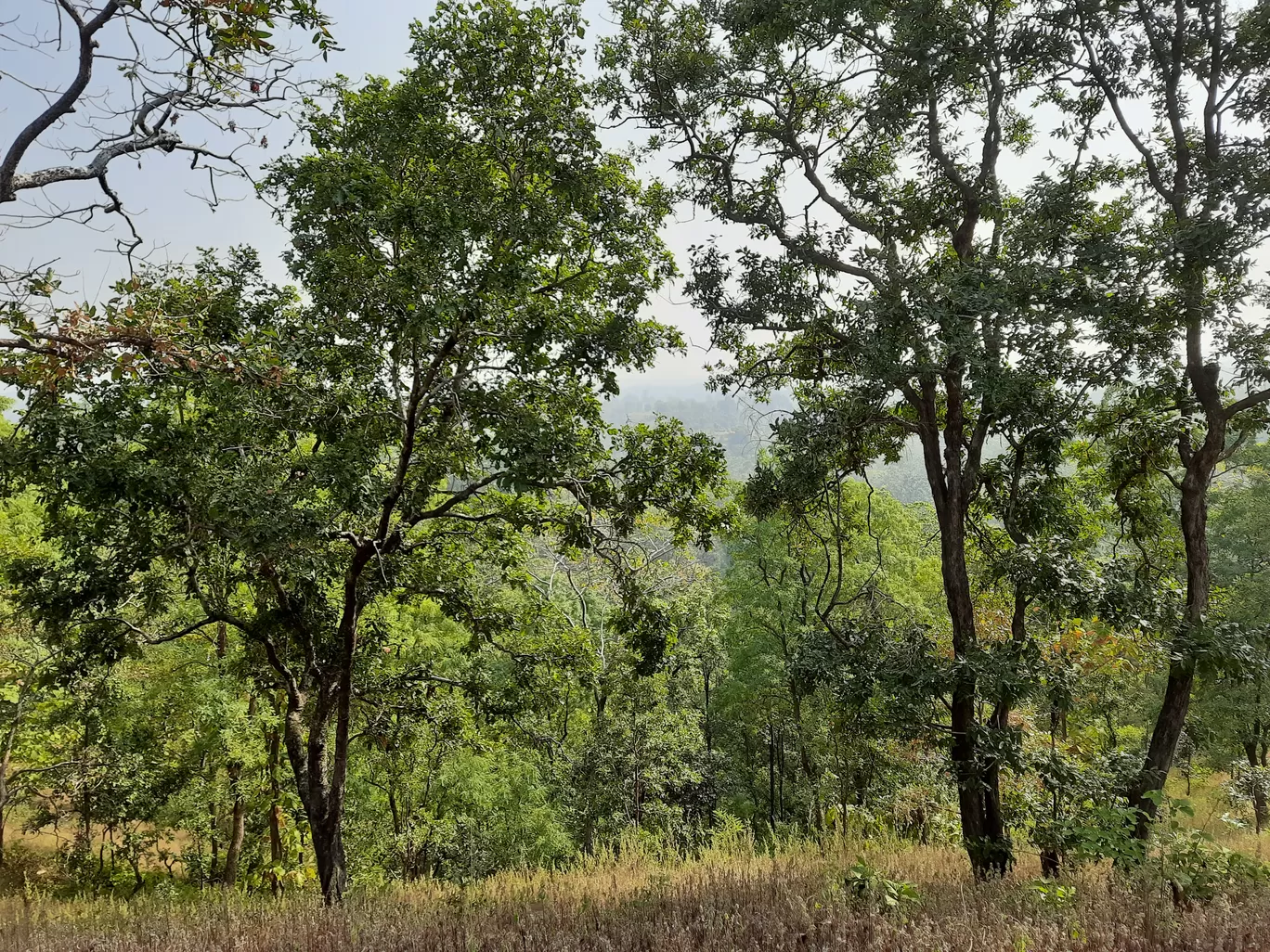 Photo of Betul By Sibani Nayak