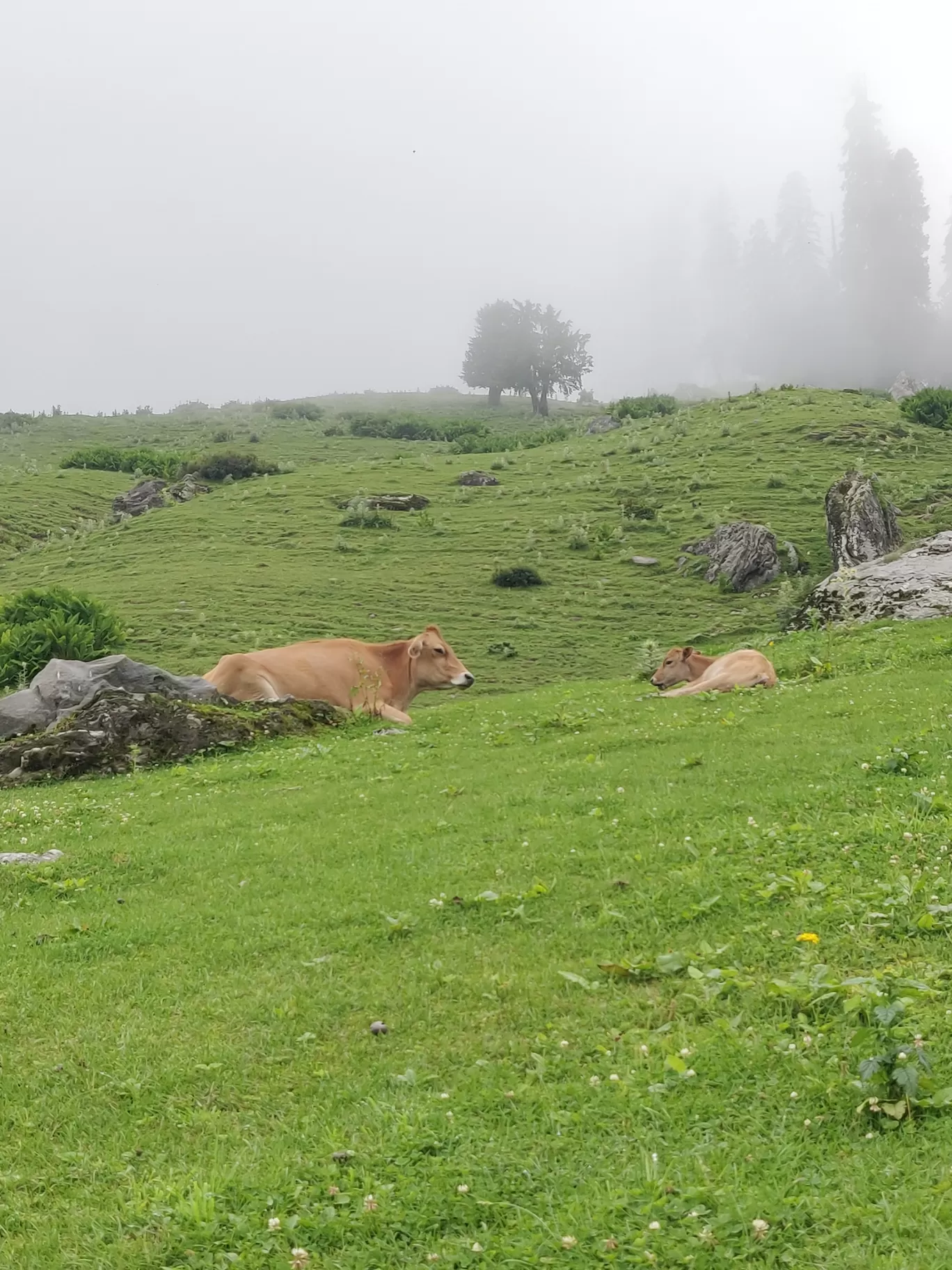 Photo of Sosan By ALok CHauHan