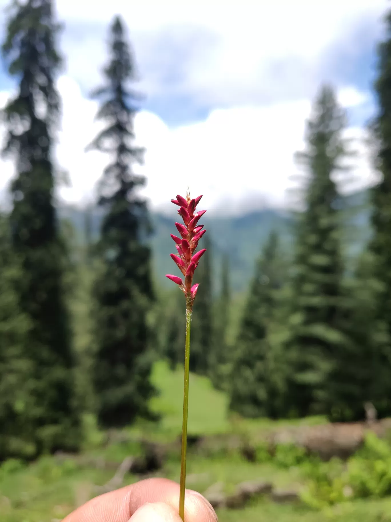 Photo of Sosan By ALok CHauHan