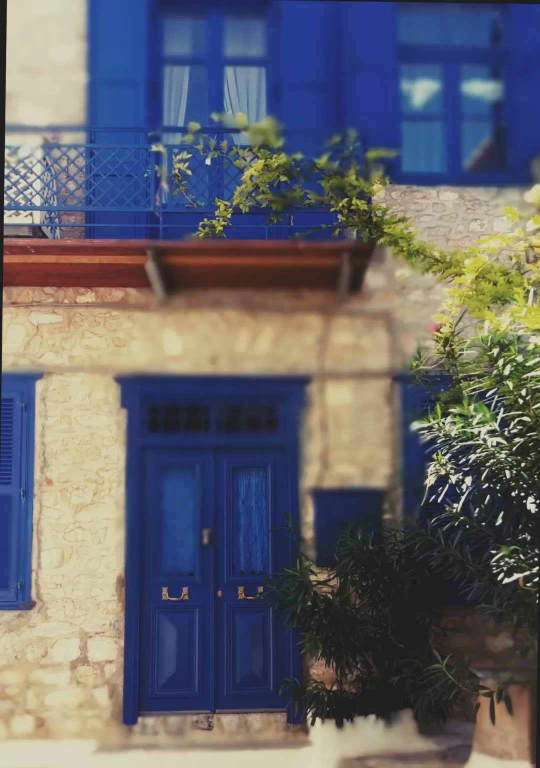 Photo of Hydra By Quresh Jawadwala