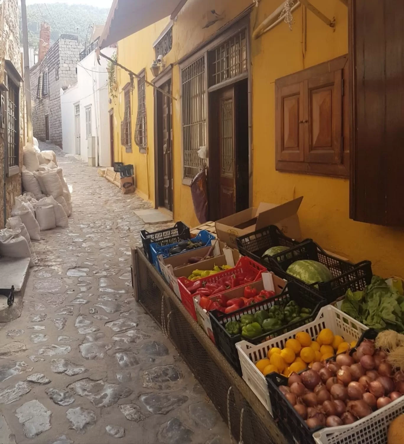 Photo of Hydra By Quresh Jawadwala