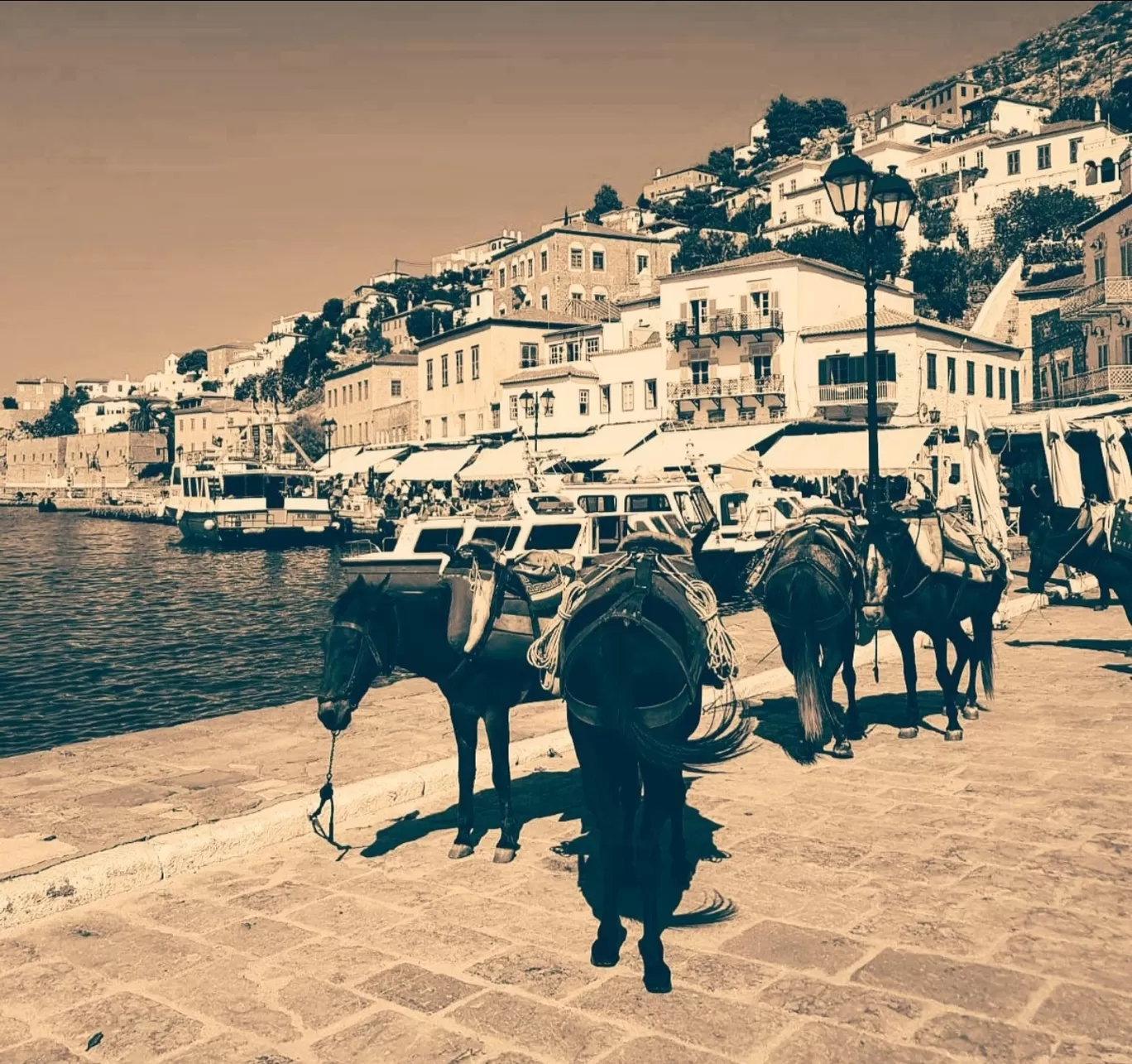 Photo of Hydra By Quresh Jawadwala