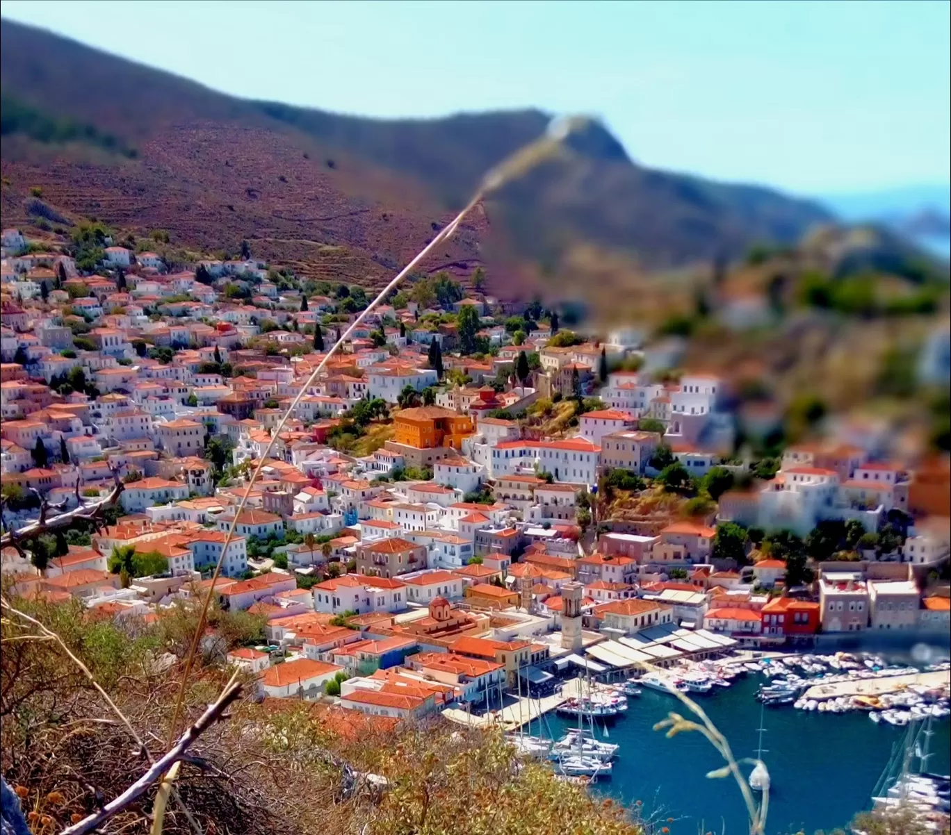 Photo of Hydra By Quresh Jawadwala
