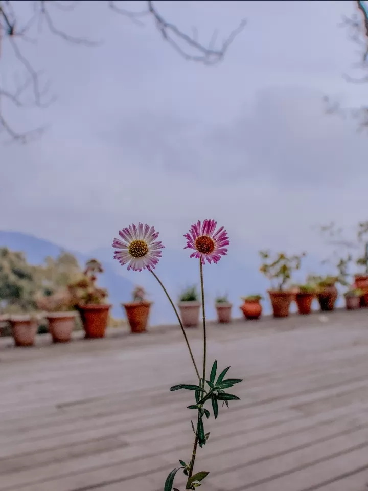 Photo of Manali By Sushant Alex