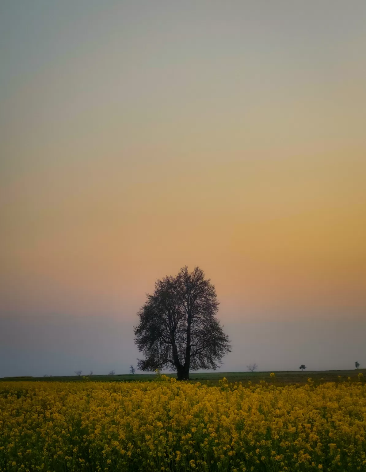 Photo of Pulwama By Suhail Sidiq