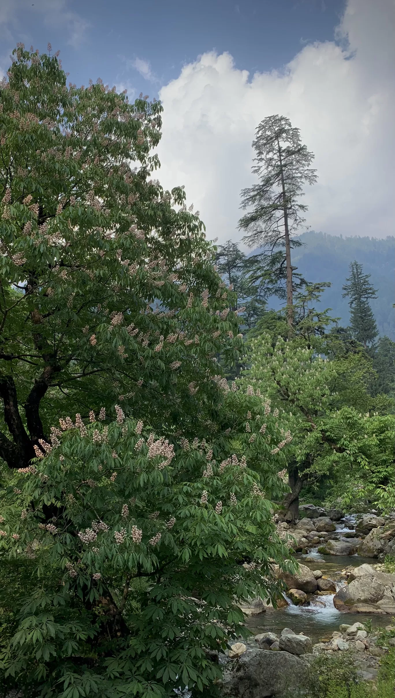 Photo of Jalori Pass By Nitya Gupta 