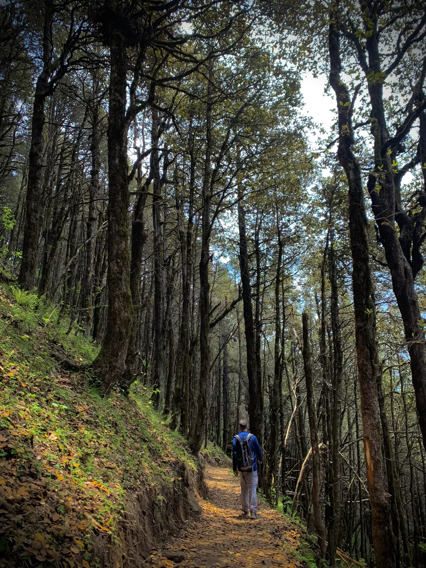 Photo of Jalori Pass By Nitya Gupta 