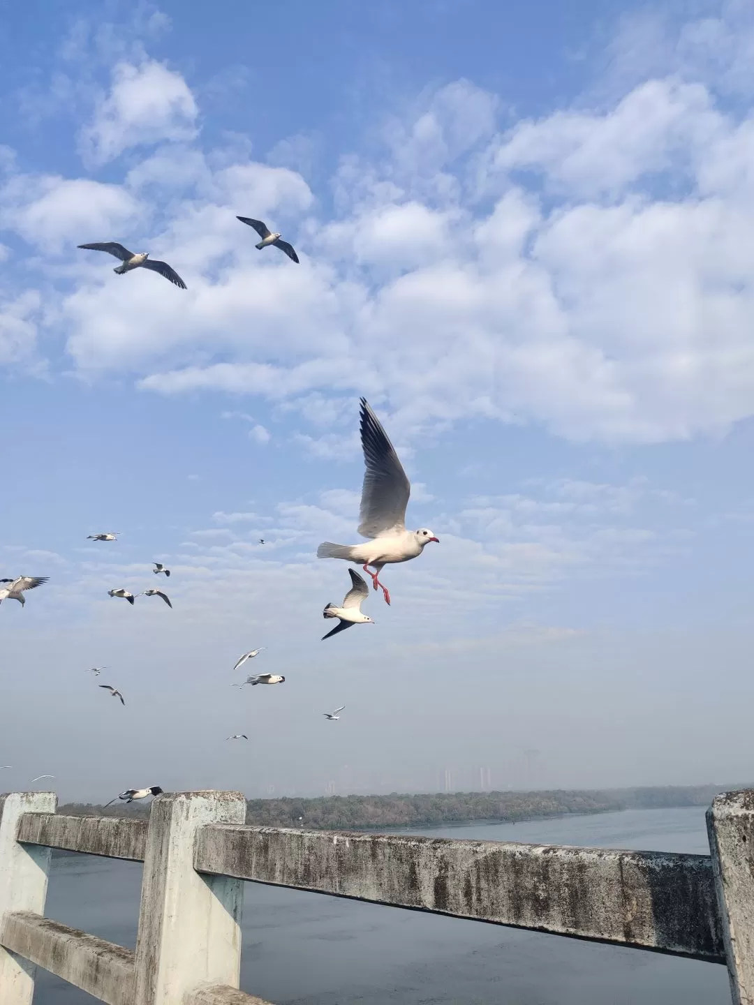 Photo of Airoli Bridge By Vishwesh Iyer