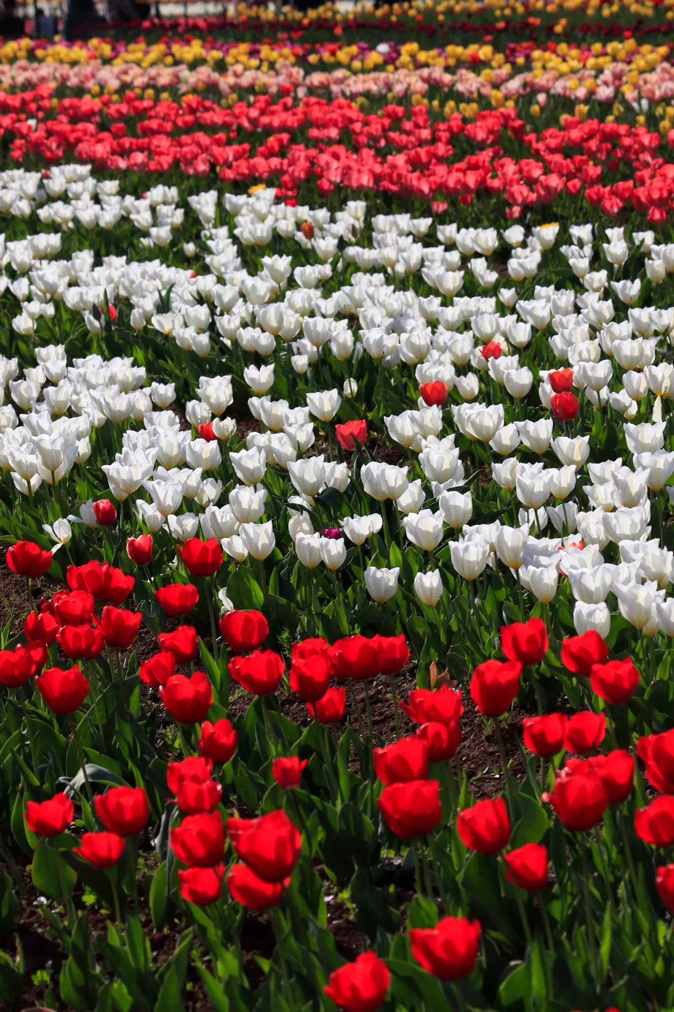 Photo of Indira Gandhi Memorial Tulip Garden By Munawar Maqsood
