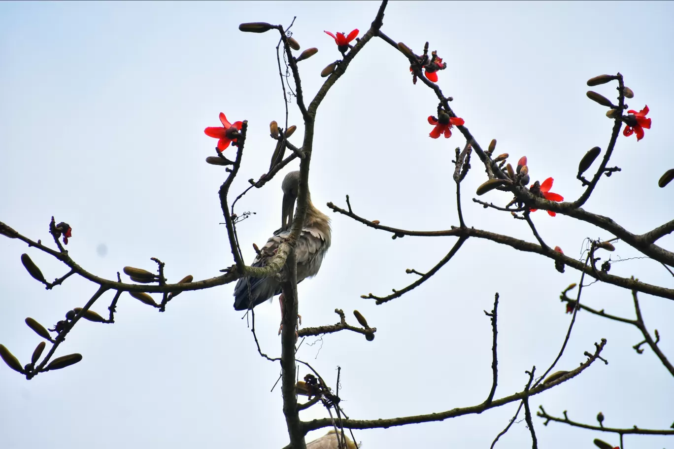 Photo of Kaziranga National Park By Neha Mourya