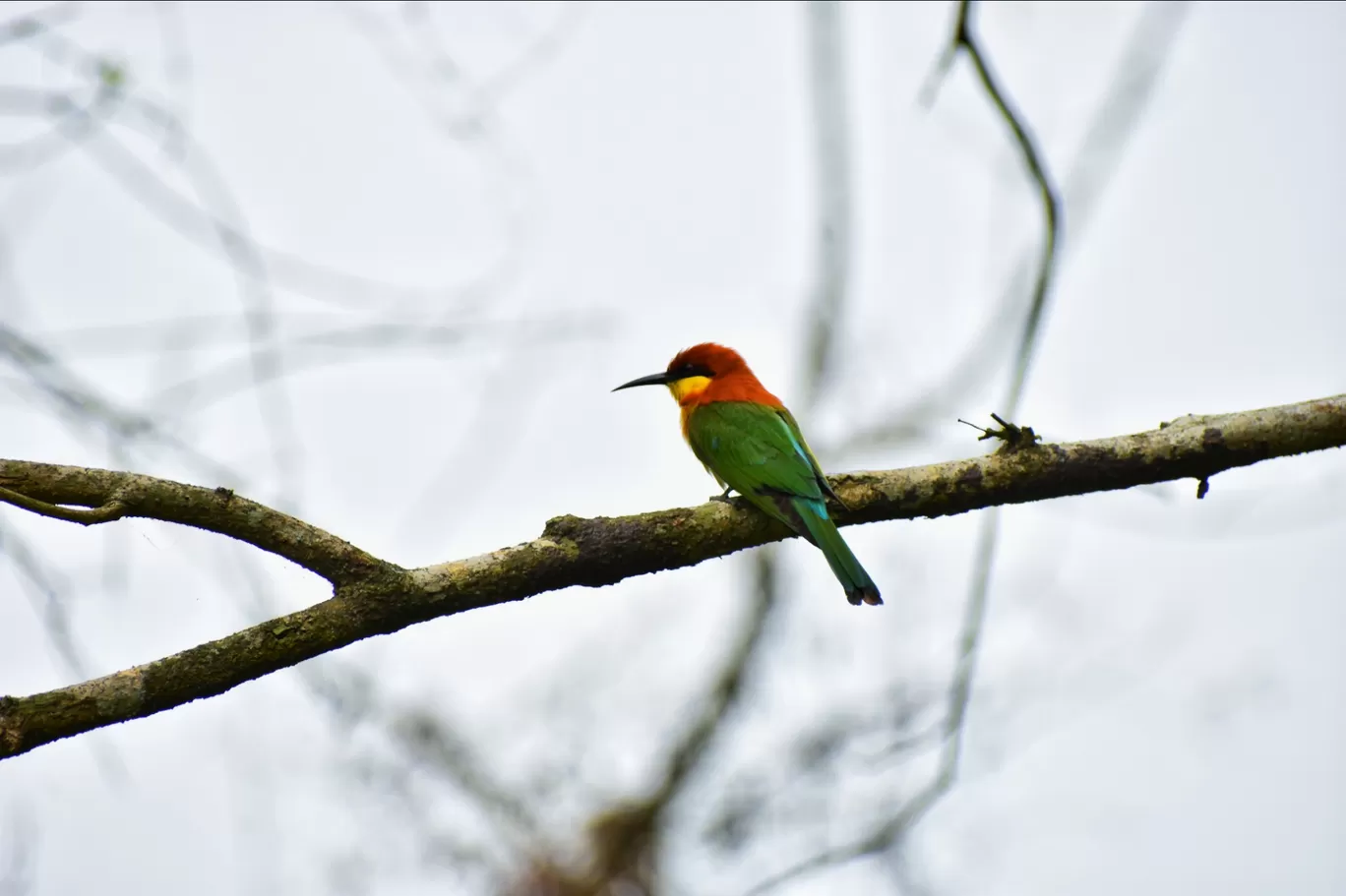 Photo of Kaziranga National Park By Neha Mourya