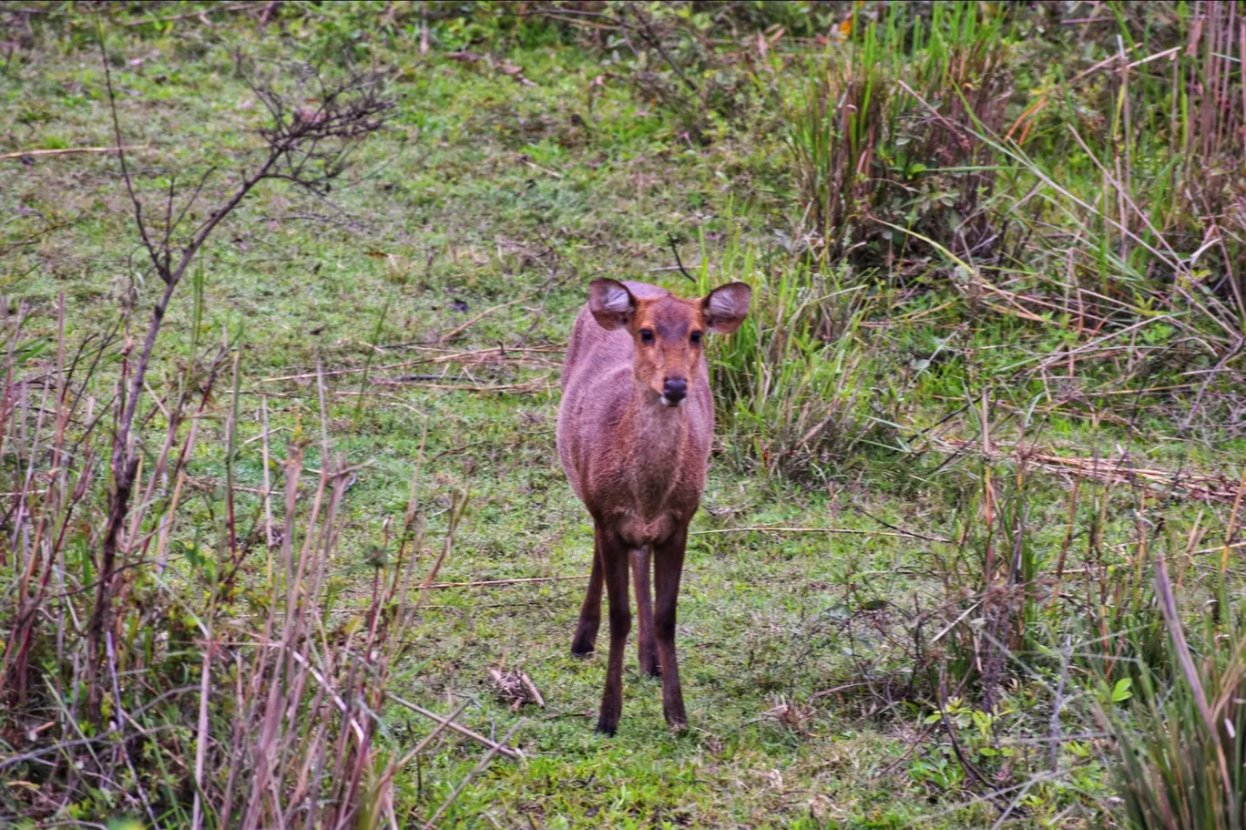 Photo of Kaziranga National Park By Neha Mourya