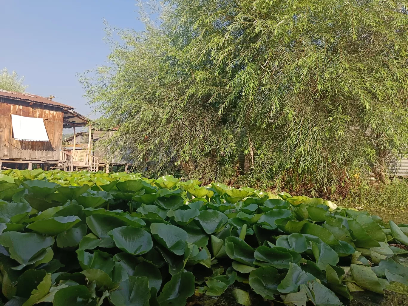 Photo of Dal Lake By Aiman Khan.