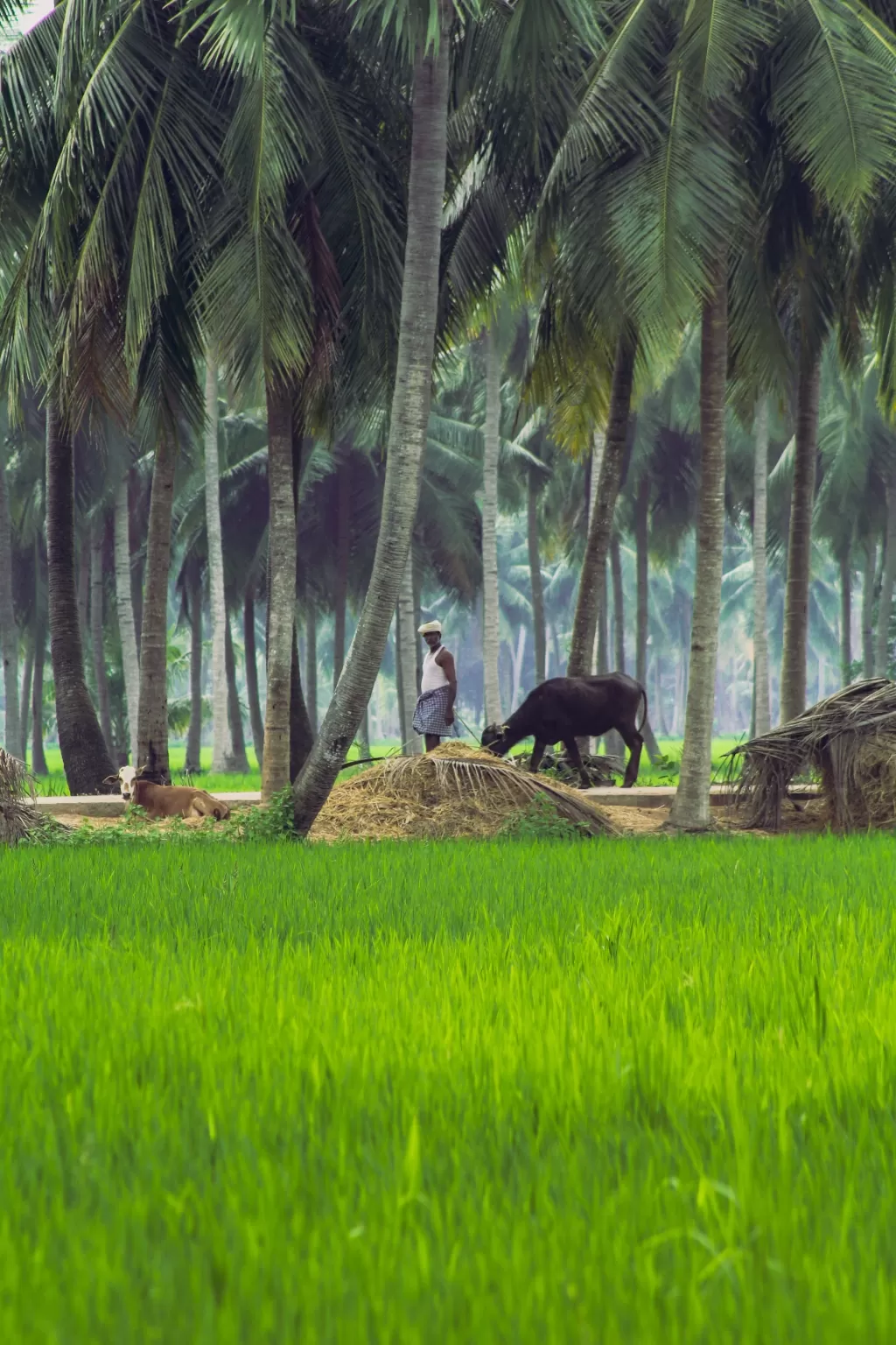 Photo of Amalapuram By Praveen raghavendra