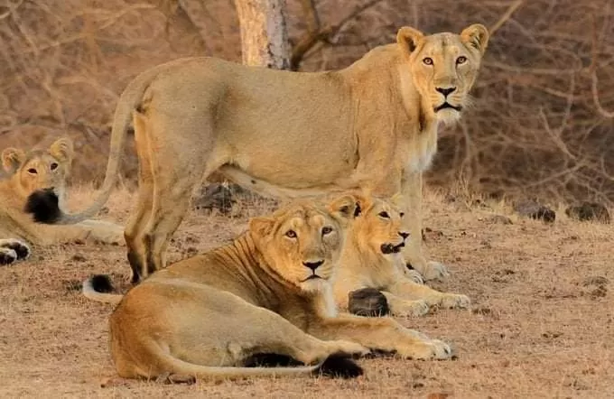 Photo of Etawah Safari Park By Shubham Patel