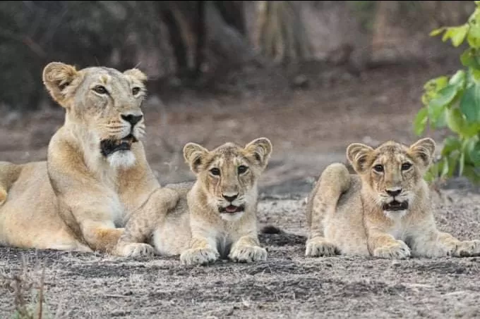 Photo of Etawah Safari Park By Shubham Patel